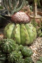 Melocactus growthing in succulent garden