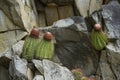 Melocactus melon cactus or Turk`s Cap cactus, Cooper Island, BVI