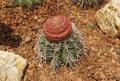 Melocactus neryi cactus, Arid plants. Royalty Free Stock Photo