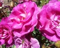 Melodie Parfumee Roses Royalty Free Stock Photo