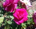 Melodie Parfumee Roses Royalty Free Stock Photo