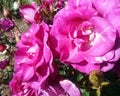 Melodie Parfumee Roses Royalty Free Stock Photo