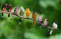 Melodies of Singing Birds together