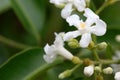 The buds and flowers of Melodinus cochinchinensis