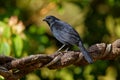 Melodious blackbird - Dives dives medium-sized blackbird with a rounded tail, plumage is entirely black with a bluish gloss, and