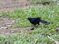 Melodious blackbird, Dives dives, looking for food in the grass, Belize