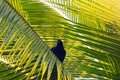 Melodious Blackbird sit in a palm