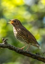 Song Thrush (Turdus philomelos) - Found across Europe & parts of Asia Royalty Free Stock Photo