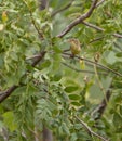 Melodious Warbler in dense vegetation Royalty Free Stock Photo