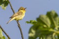 Melodious warbler Hippolais polyglotta Royalty Free Stock Photo