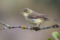 Melodious Warbler Hippolais polyglotta, perched on a branch on a blurred background