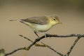 Melodious warbler Hippolais polyglotta, perched on a branch. Spain