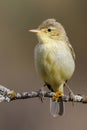 Melodious Warbler Hippolais polyglotta vertical photo