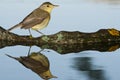 Melodious warbler - Hippolais polyglotta