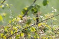 Melodious warbler peers over a branch