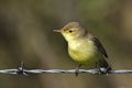 A Melodious warbler stands and poses on a wire