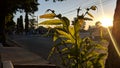 Melodramatic plants and leafs in nature. Sunlight. Sunrise Royalty Free Stock Photo