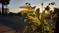 Melodramatic plants and leafs in nature. Sunlight. Sunrise Royalty Free Stock Photo