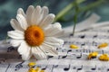 Melody blooms Daisy and music notes sheets create a harmonious composition