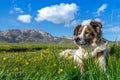 Melody the dog and the mountain flowers Royalty Free Stock Photo