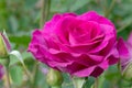 Melody Parfumee Pink Rose Flower Royalty Free Stock Photo