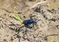 European oil beetle -Meloe proscarabaeus- close up Royalty Free Stock Photo