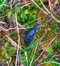 Meloe violaceous. Insect in nature.