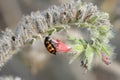 Meloidae beetle Royalty Free Stock Photo