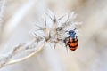 Meloidae beetle in Israel Royalty Free Stock Photo