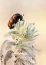 Meloidae beetle in Israel Royalty Free Stock Photo