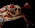 Melolontha close up, The cockchafer grub on black background. Macro Royalty Free Stock Photo