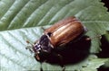 Melolontha melolontha or  common cockchafer also Maybug, male beetle Royalty Free Stock Photo