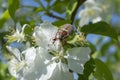 Melolontha hippocastani beetle on apple blossom close-up. Macro. Chafer Royalty Free Stock Photo