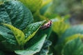 Melolontha. Maybug sits on a plant