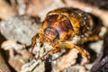 Melolontha melolontha beetle cockchafer