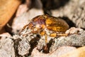 Melolontha melolontha beetle cockchafer