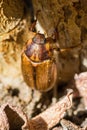 Melolontha melolontha beetle cockchafer