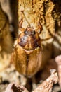 Melolontha melolontha beetle cockchafer