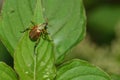 Melolontha melolontha beetle