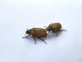 melolonthinae beetles are brown on a white background Royalty Free Stock Photo