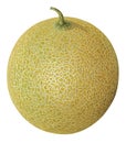 Melon