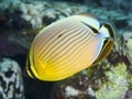 Melon butterflyfish Royalty Free Stock Photo