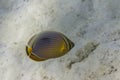 Melon butterflyfish (Chaetodon trifasciatus) Royalty Free Stock Photo