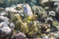 Melon butterflyfish (Chaetodon trifasciatus) Royalty Free Stock Photo