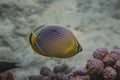 Melon butterflyfish (Chaetodon trifasciatus) Royalty Free Stock Photo