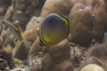 Melon butterflyfish (Chaetodon trifasciatus) Royalty Free Stock Photo