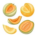 melon cantaloupe fruit set cartoon vector illustration Royalty Free Stock Photo