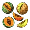 melon cantaloupe fruit set sketch hand drawn vector Royalty Free Stock Photo