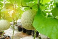 Melon or Cantaloupe fruits Japanese plant growing row in greenhouse organic