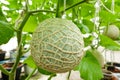 Melon or Cantaloupe fruits Japanese plant growing row in greenhouse organic farm.